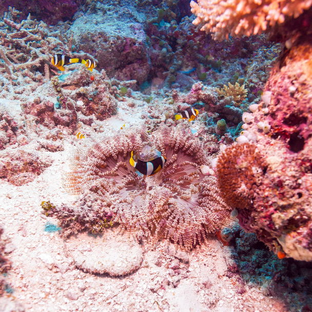 Pesce pagliaccio coda gialla con anemone marino
 - Foto, immagini