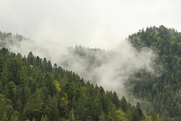 Σύννεφο στο ορεινό δάσος - Φωτογραφία, εικόνα