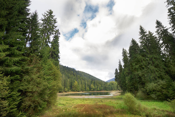 Lac dans la forêt - Photo, image