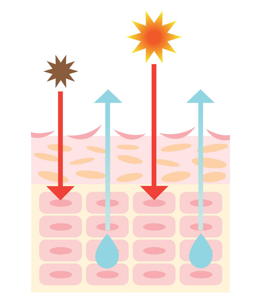 infographic skin illustration. dry skin mechanism - Vector, Image