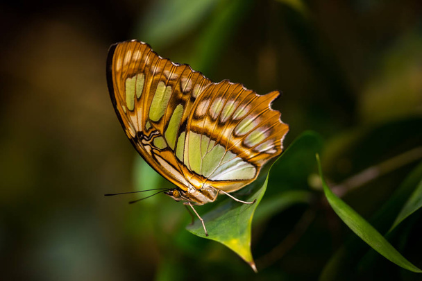 Malaquita borboleta tropical
 - Foto, Imagem