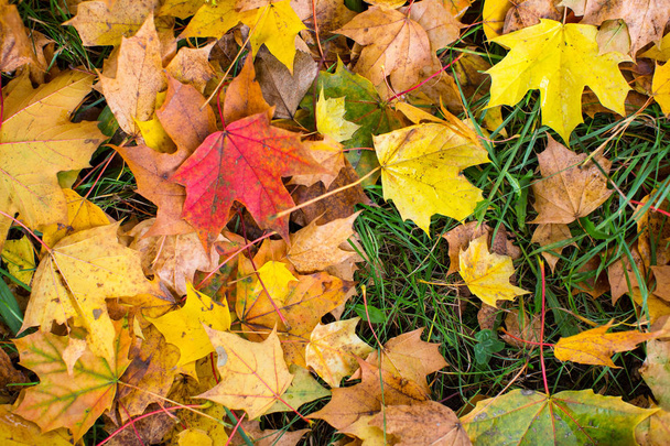 Fallen leaves on green grass - Photo, Image