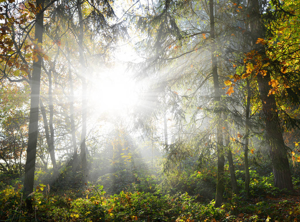 Soleil brille à travers les arbres dans un bois
 - Photo, image