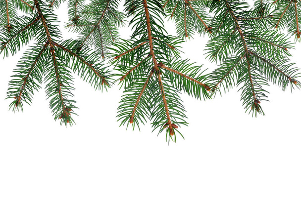 Spruce branches close up - Photo, Image