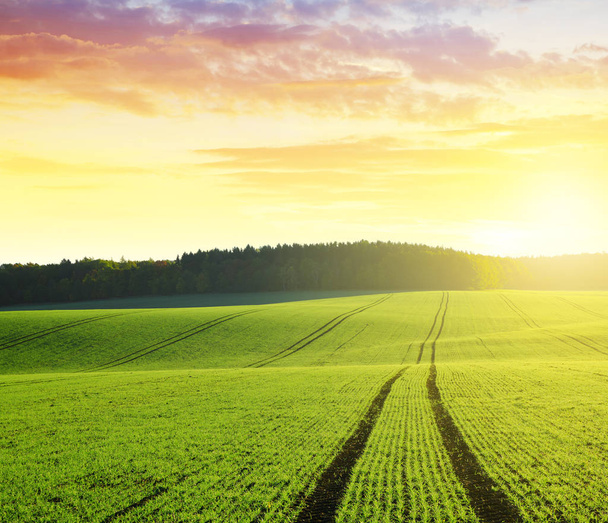 Campo de trigo verde al amanecer
 - Foto, imagen