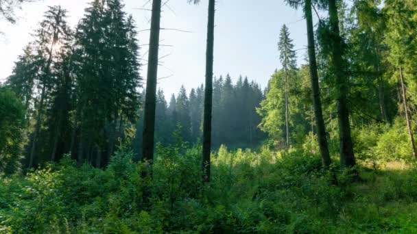  Sole attraverso bellissimi alberi legno mattutino .4K 3840x2160
.  - Filmati, video