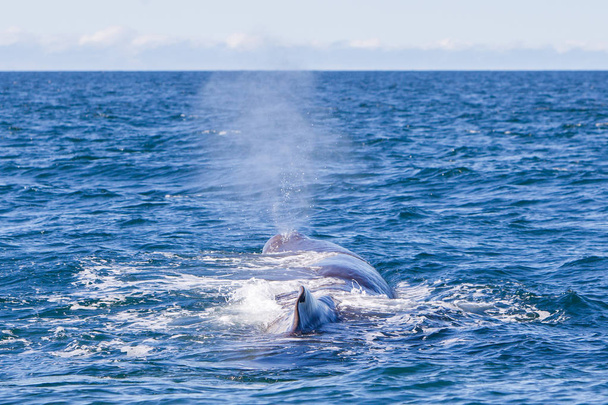Explosión de una gran ballena espermática cerca de Islandia
 - Foto, imagen