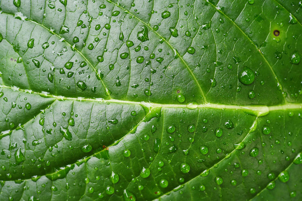 Close up of green leaves  - Φωτογραφία, εικόνα