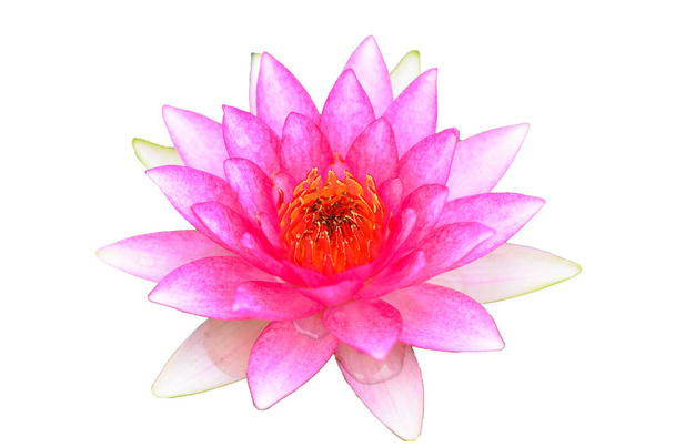 Imagen de fondo individual aislada de loto en la superficie
 - Foto, Imagen