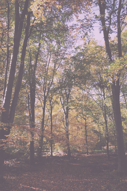Woodland scene with yellow and brown autumn leaves Vintage Retro - Photo, Image