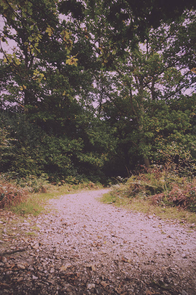 Woodland scene at the start of autumn Vintage Retro Filter. - Fotó, kép