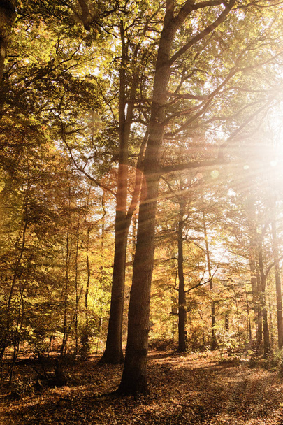 Πολύχρωμο φθινόπωρο σκηνή με αφηρημένα φακού φωτοβολίδα Hdr φίλτρο. - Φωτογραφία, εικόνα