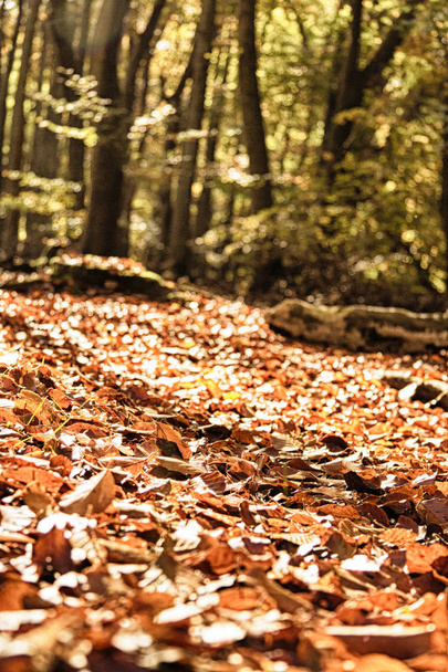 Kleurrijke herfstbladeren in oranje gele en bruine Hdr Filter. - Foto, afbeelding