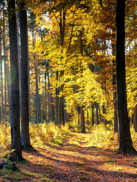 Beautiful forest in autumn - Фото, изображение