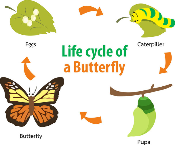 Butterfly life cycle - Vektör, Görsel