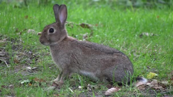 Conejo mordisqueando hierba en un bosque, en Inglaterra
. - Imágenes, Vídeo