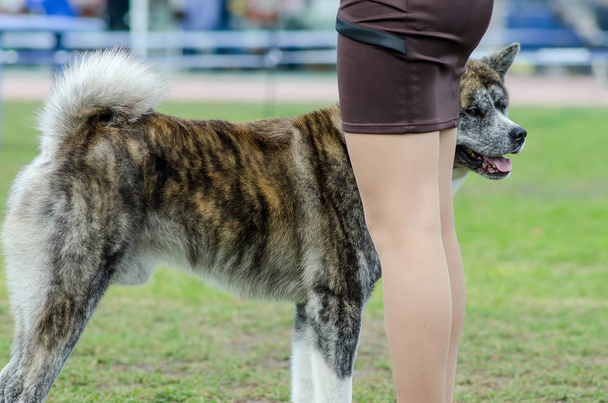 race de chien akita inu - Photo, image