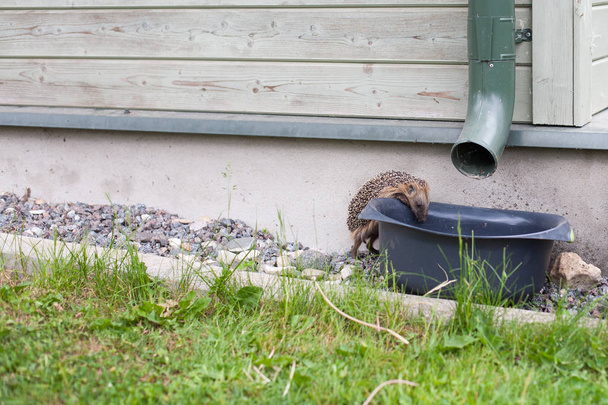European hedgehog drinking rain water from a bucket - Photo, Image