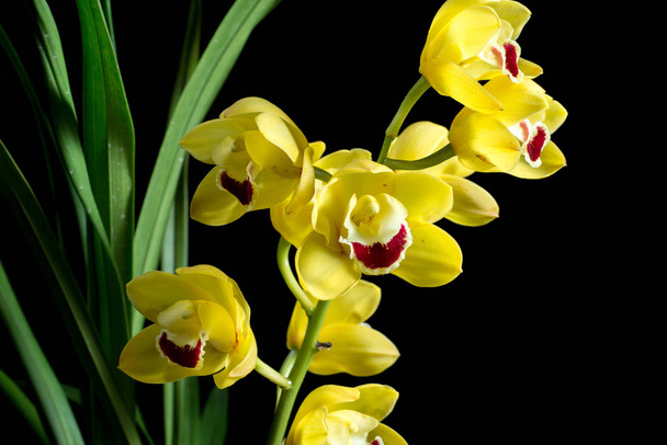 Flor amarela em fundo preto
 - Foto, Imagem
