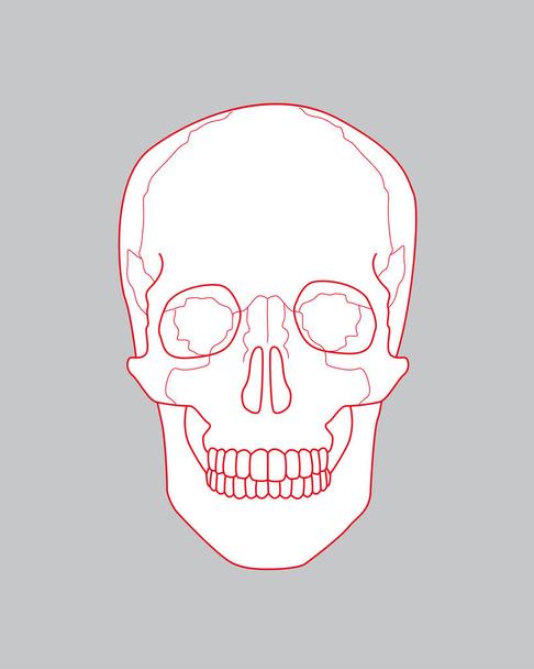 ilustración de dibujo cráneo
 - Foto, imagen