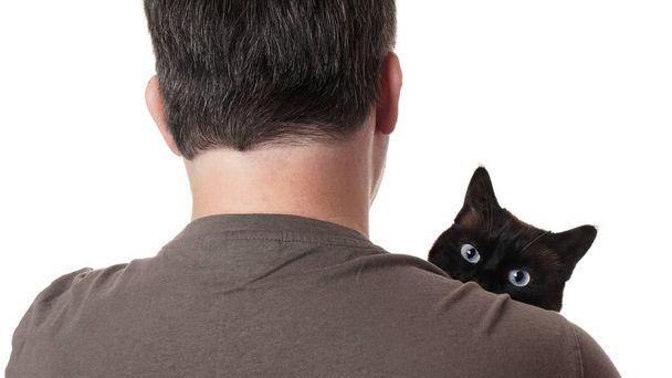 gato mirando por encima del hombro
 - Foto, Imagen