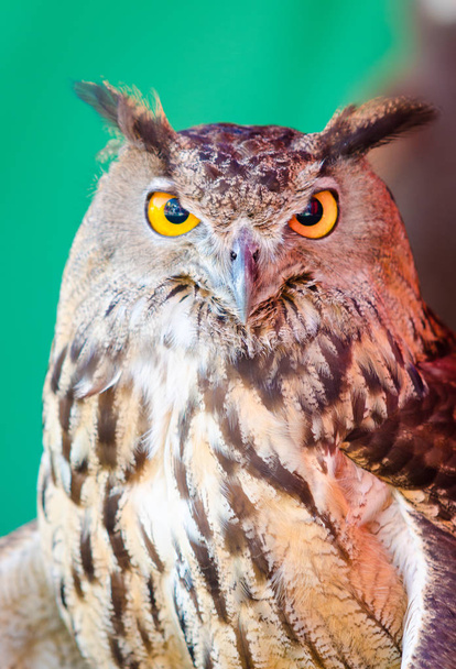 Portrét Evropského Eagle Owl - Fotografie, Obrázek