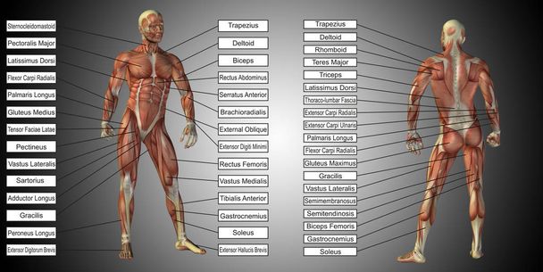  menschliche Anatomie mit Muskeln und Text - Foto, Bild