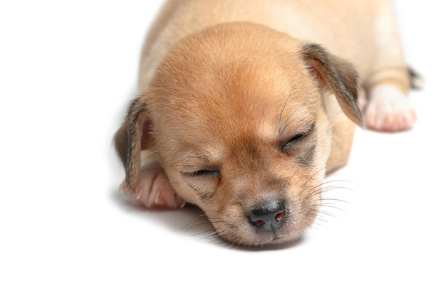 Sleeping chihuahua puppies on white background - 写真・画像
