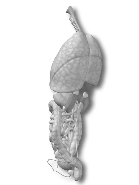 abdominale of thorax organen  - Foto, afbeelding