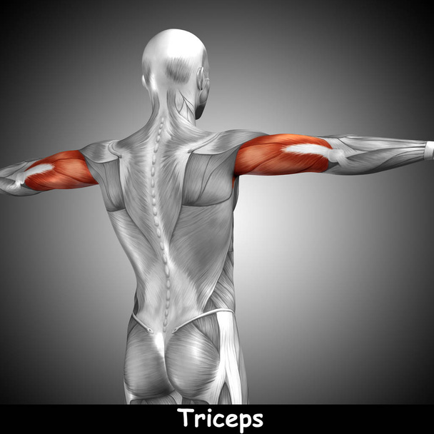  Tríceps anatomía humana
  - Foto, imagen