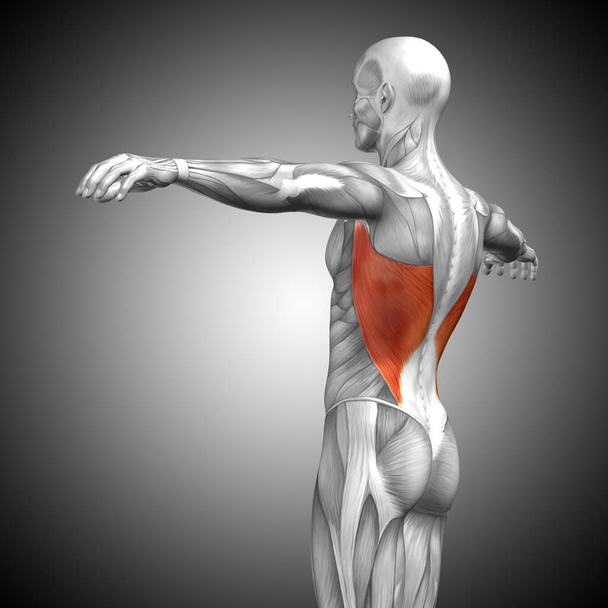 Espalda anatomía humana
  - Foto, Imagen