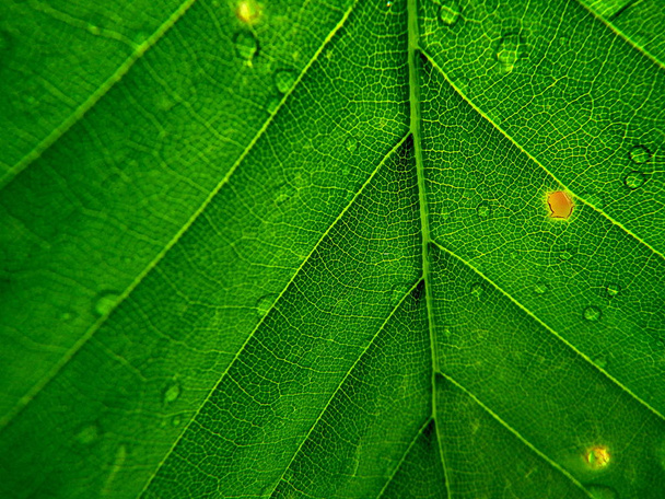 Beech leaves green background - Photo, Image