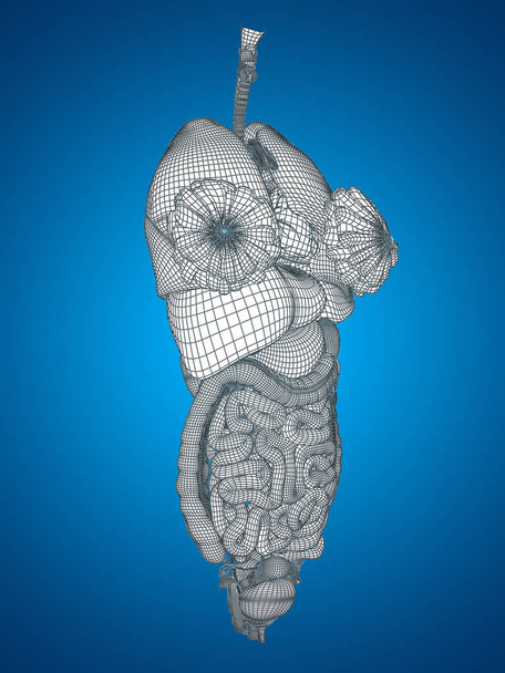 Sistema digestivo de malha
  - Foto, Imagem