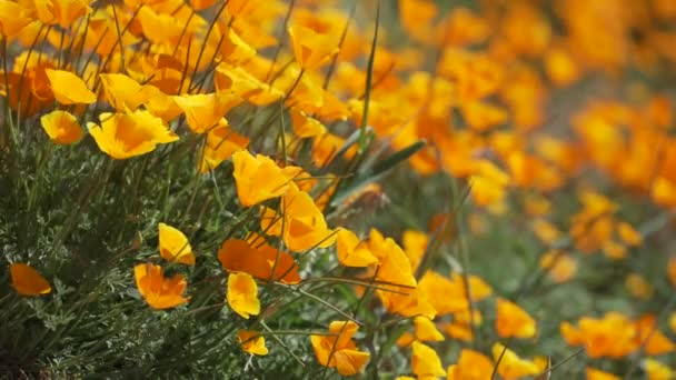 flache Aussicht auf orangefarbene kalifornische Mohnblumen - Filmmaterial, Video