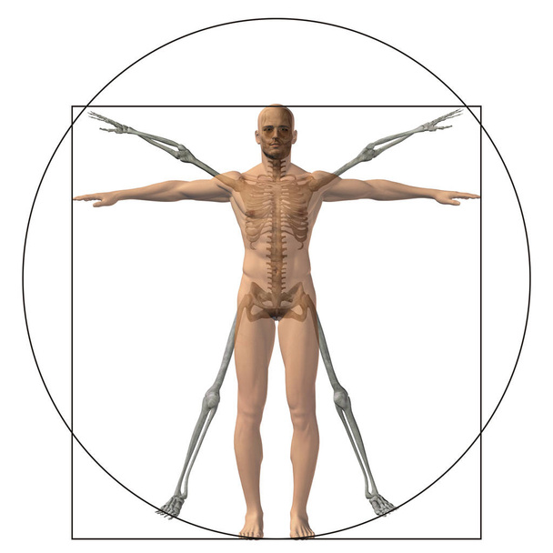 пропорциональное анатомическое тело
 - Фото, изображение