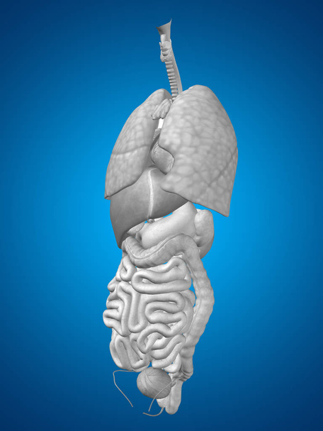 abdominal or thorax organs  - Photo, Image