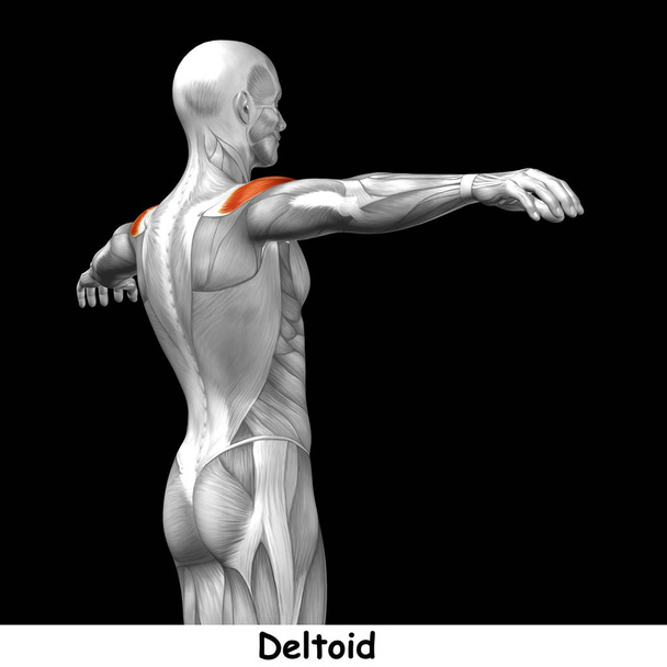 Anatomia humana nas costas
  - Foto, Imagem