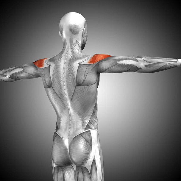 Espalda anatomía humana
  - Foto, imagen