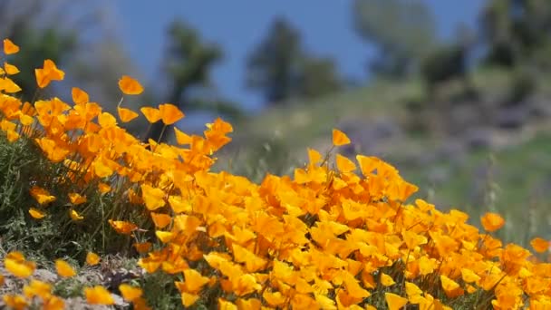 Brise weht orangefarbene kalifornische Mohnblumen in der Nähe des Feldes der königlichen Lupine - Filmmaterial, Video