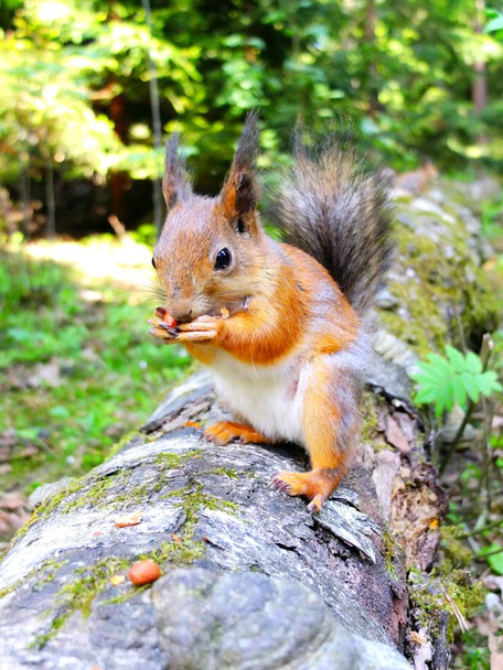 Aranyos mókus eszik egy anya, Vértes - Fotó, kép