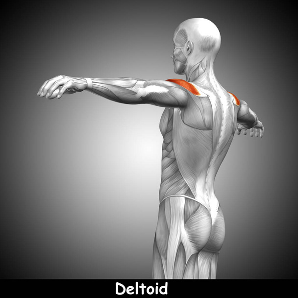 Espalda anatomía humana
  - Foto, Imagen