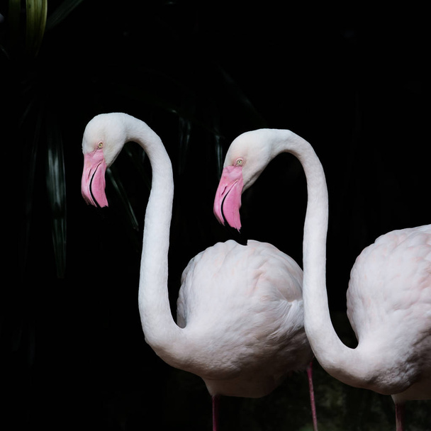 GREATER FLAMINGO,  Greater Flamingo bird as background - Foto, imagen