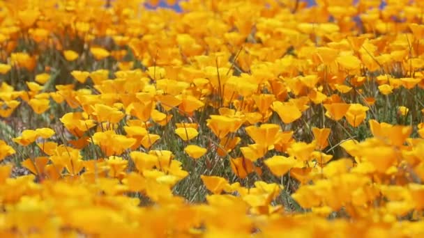 Nahaufnahme leuchtend orangefarbener kalifornischer Mohn - Filmmaterial, Video