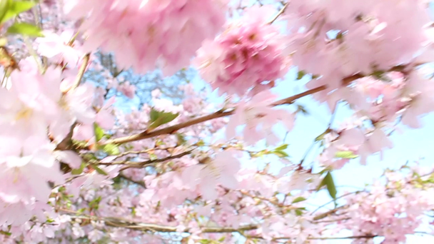 桜の開花 - 映像、動画