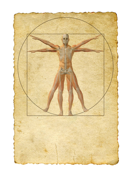  Vitruvische Zeichnung des menschlichen Körpers  - Foto, Bild