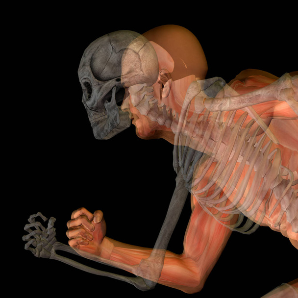 骨と概念的な解剖学 - 写真・画像