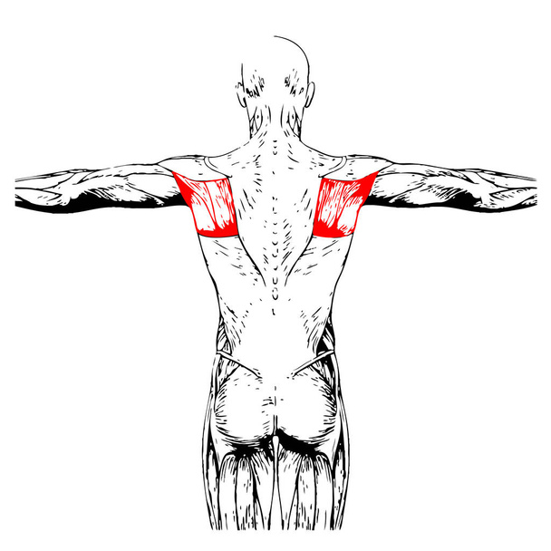 Анатомия человека
  - Фото, изображение