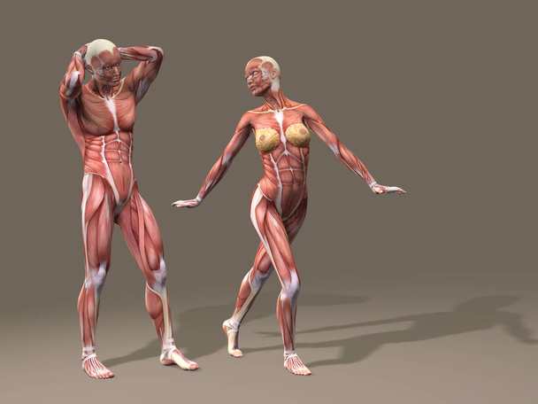 Kobieta i mężczyzna z mięśni  - Zdjęcie, obraz