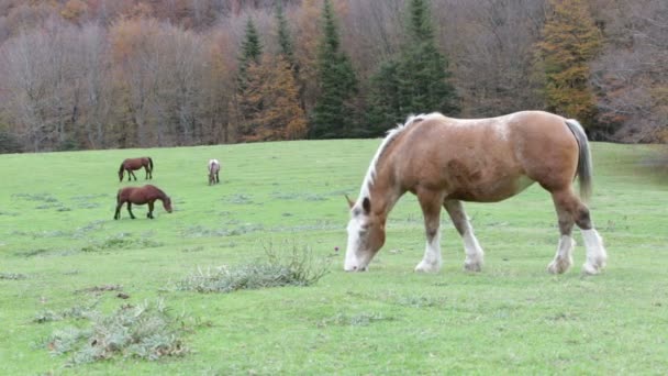 Belos cavalos selvagens na floresta no monte Cucco na Úmbria, na Itália
. - Filmagem, Vídeo