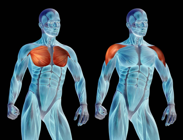 Brustkorb menschliche Anatomie  - Foto, Bild